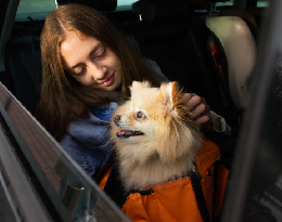 Small Pomeranian dog in a carrier bag during FurShipper pet transport